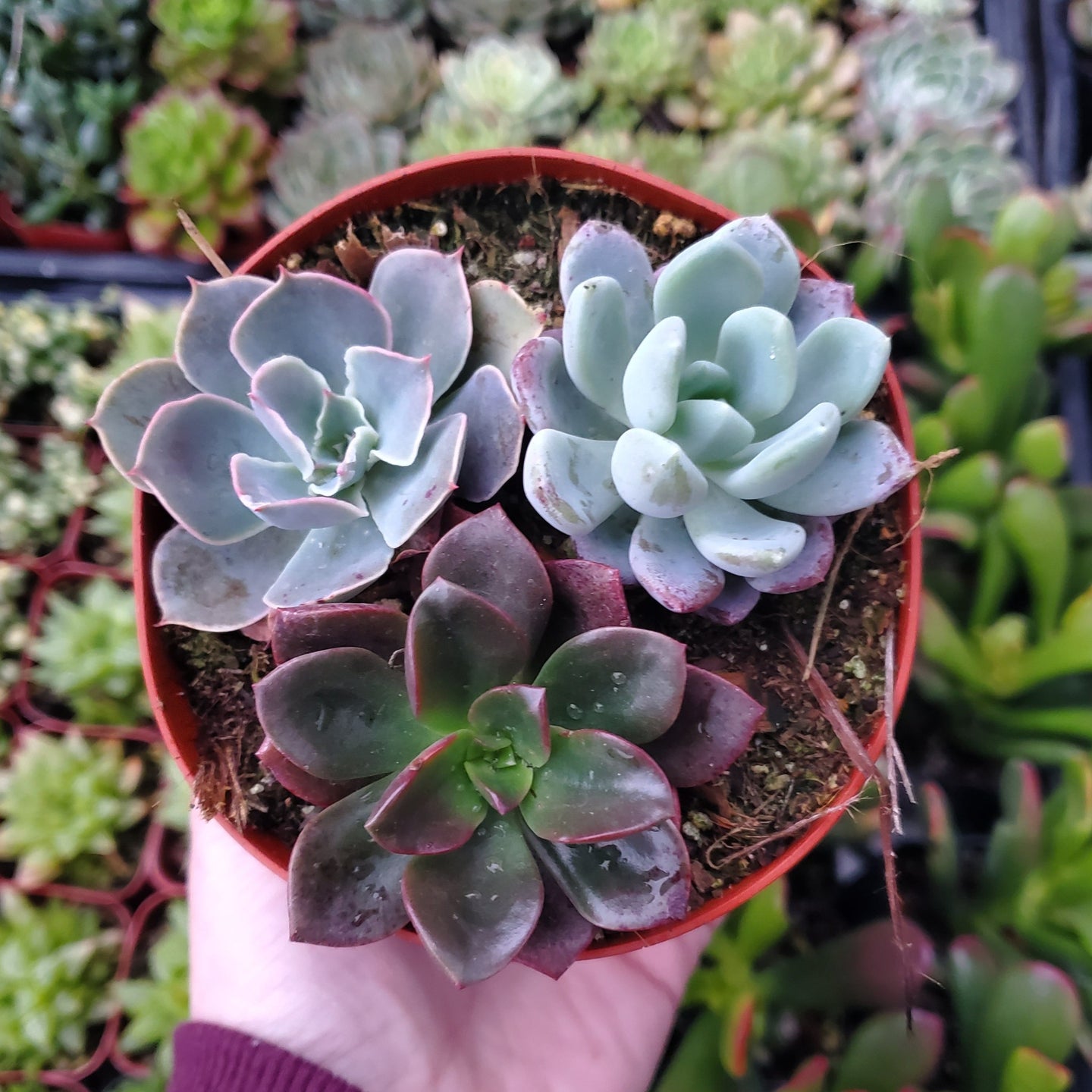 Echeveria Mix (Blue, Red & Purple)